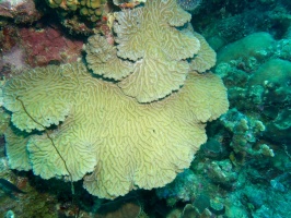 Coral IMG 6049